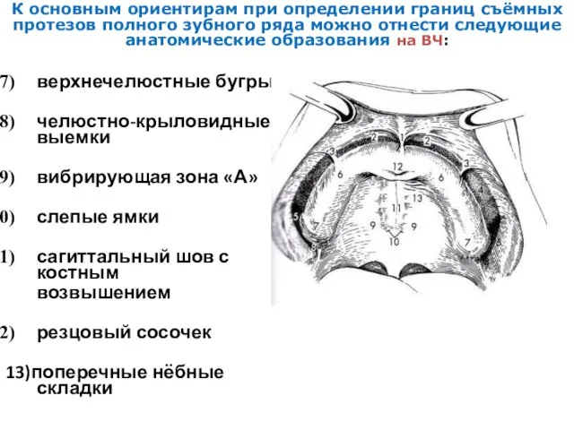 верхнечелюстные бугры челюстно-крыловидные выемки вибрирующая зона «А» слепые ямки сагиттальный шов