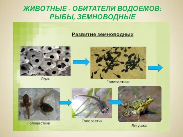 ЖИВОТНЫЕ - ОБИТАТЕЛИ ВОДОЕМОВ: РЫБЫ, ЗЕМНОВОДНЫЕ