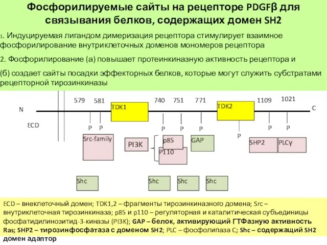 ECD – внеклеточный домен; TDK1,2 – фрагменты тирозинкиназного домена; Src –