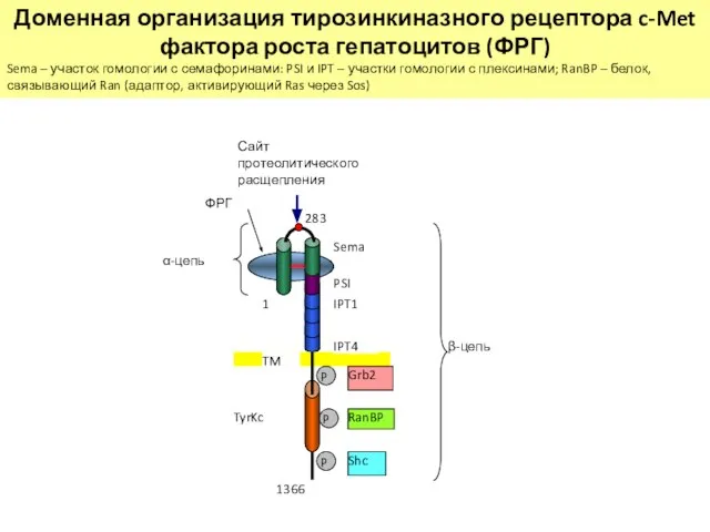 283 1 RanBP α-цепь β-цепь Shc Grb2 Sema TyrKc PSI IPT1