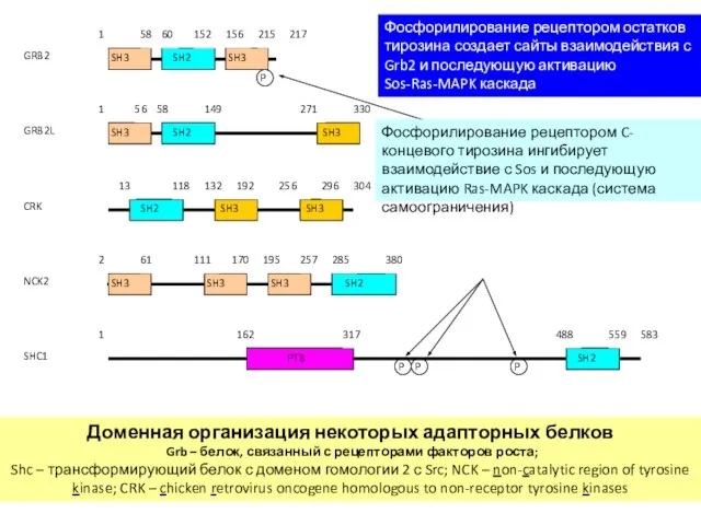 Доменная организация некоторых адапторных белков Grb – белок, связанный с рецепторами