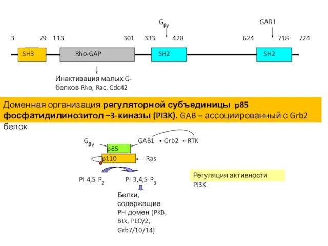 Доменная организация регуляторной субъединицы p85 фосфатидилинозитол –3-киназы (PI3K). GAB – ассоциированный