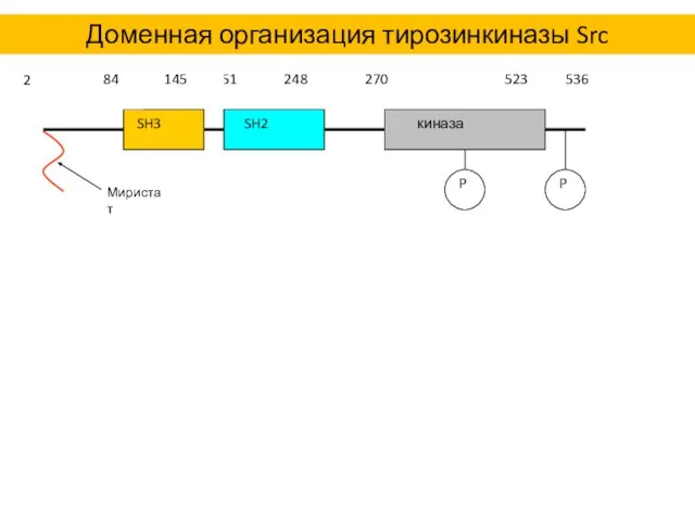 151 248 270 523 536 84 145 2 Доменная организация тирозинкиназы Src Миристат