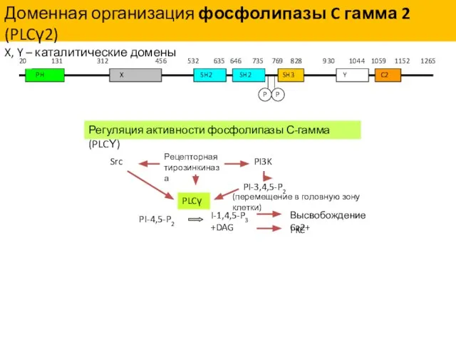 Доменная организация фосфолипазы C гамма 2 (PLCγ2) X, Y – каталитические