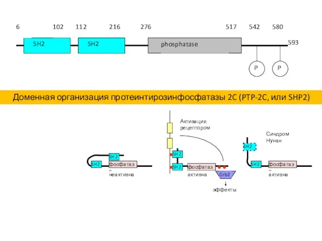 Доменная организация протеинтирозинфосфатазы 2C (PTP-2C, или SHP2)