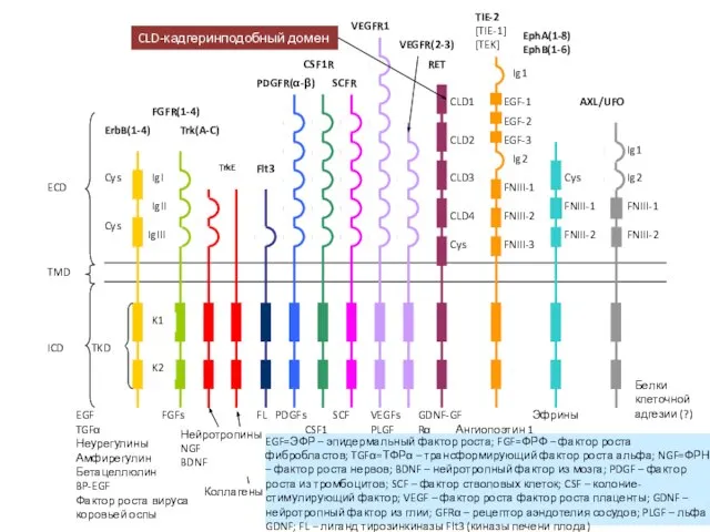 ECD TMD ICD Cys Cys TKD ErbB(1-4) EGF TGFα Неурегулины Амфирегулин