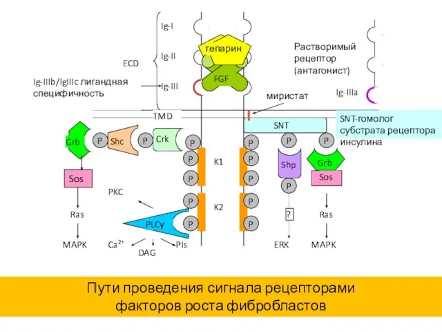 Ig-II Ig-III Ig-I ECD TMD K1 K2 FGF гепарин SNT Shp