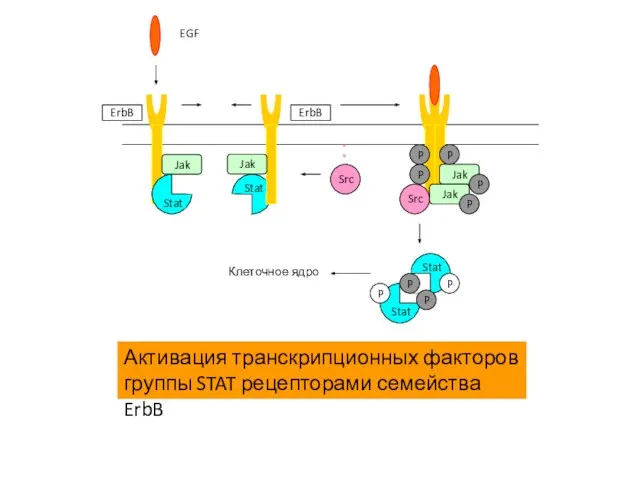 Активация транскрипционных факторов группы STAT рецепторами семейства ErbB