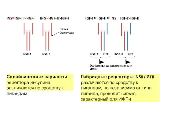 INSR-A INSR-B INS>>IGF-II>IGF-I INS≈IGF-II>>IGF-I Сплайсинговые варианты рецептора инсулина различаются по сродству