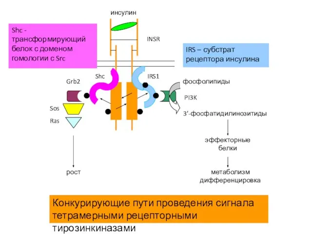 Конкурирующие пути проведения сигнала тетрамерными рецепторными тирозинкиназами Shc - трансформирующий белок