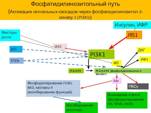Фосфатидилинозитольный путь (Активация сигнальных каскадов через фосфатидилинозитол-3-киназу 1 (PI3K1)) IRS1 PI3K1