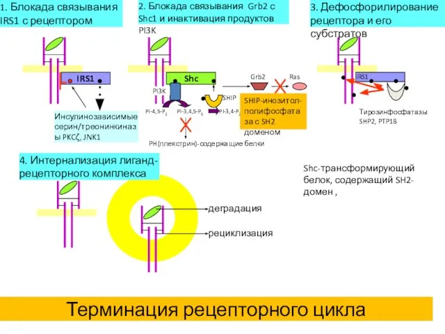 Инсулинозависимые серин/треонинкиназы PKCζ, JNK1 Терминация рецепторного цикла 1. Блокада связывания IRS1