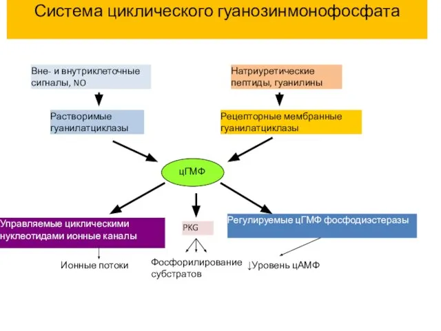 цГМФ Растворимые гуанилатциклазы Рецепторные мембранные гуанилатциклазы Натриуретические пептиды, гуанилины Вне- и