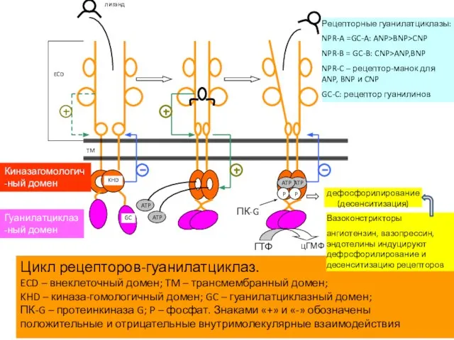 Цикл рецепторов-гуанилатциклаз. ECD – внеклеточный домен; TM – трансмембранный домен; KHD