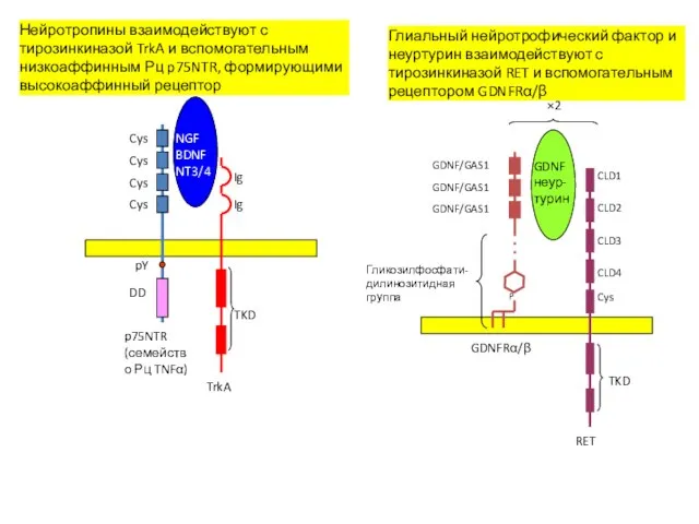 Cys Cys Cys Cys DD pY p75NTR (семейство Рц TNFα) TrkA