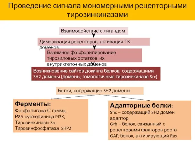 Проведение сигнала мономерными рецепторными тирозинкиназами