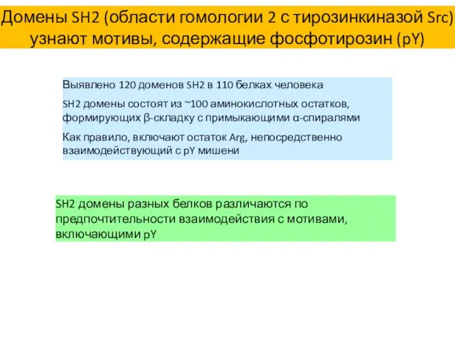 Домены SH2 (области гомологии 2 с тирозинкиназой Src) узнают мотивы, содержащие