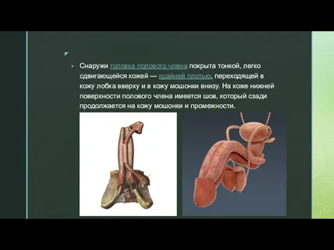 Снаружи головка полового члена покрыта тонкой, легко сдвигающейся кожей — крайней