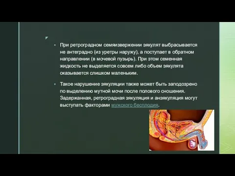 При ретроградном семяизвержении эякулят выбрасывается не антеградно (из уретры наружу), а