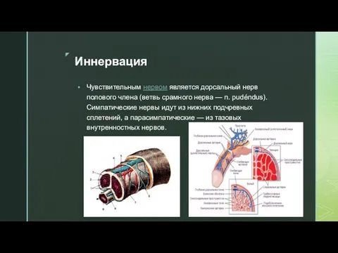 Иннервация Чувствительным нервом является дорсальный нерв полового члена (ветвь срамного нерва