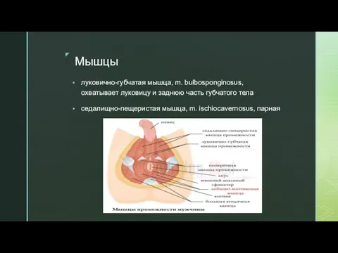 Мышцы луковично-губчатая мышца, m. bulbosponginosus, охватывает луковицу и заднюю часть губчатого