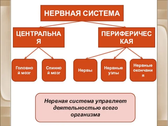 НЕРВНАЯ СИСТЕМА ЦЕНТРАЛЬНАЯ ПЕРИФЕРИЧЕСКАЯ Головной мозг Спинной мозг Нервы Нервные узлы