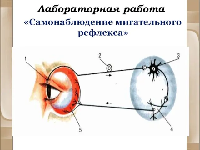 Лабораторная работа «Самонаблюдение мигательного рефлекса»