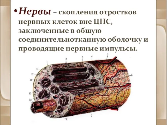 Нервы – скопления отростков нервных клеток вне ЦНС, заключенные в общую