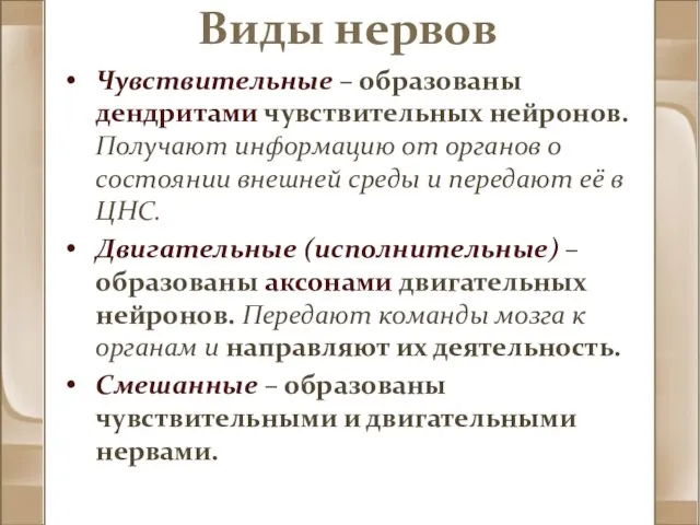 Виды нервов Чувствительные – образованы дендритами чувствительных нейронов. Получают информацию от