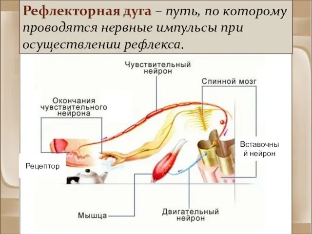 Рефлекторная дуга – путь, по которому проводятся нервные импульсы при осуществлении рефлекса. Вставочный нейрон Рецептор