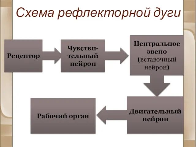 Схема рефлекторной дуги Рецептор Чувстви-тельный нейрон Центральное звено (вставочный нейрон) Двигательный нейрон Рабочий орган