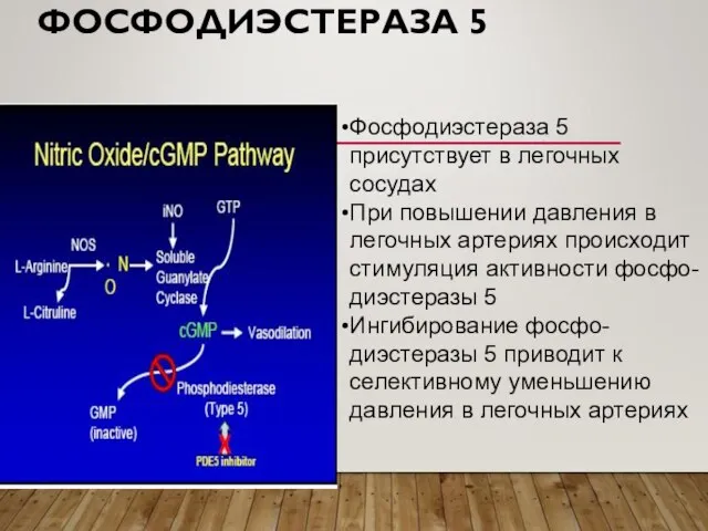 ФОСФОДИЭСТЕРАЗА 5 Фосфодиэстераза 5 присутствует в легочных сосудах При повышении давления