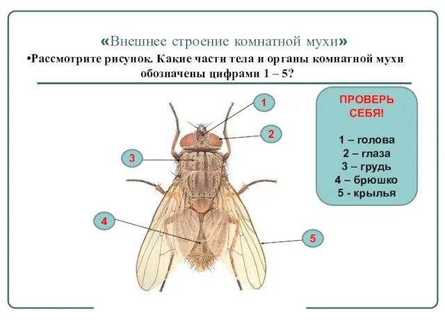 «Внешнее строение комнатной мухи» Рассмотрите рисунок. Какие части тела и органы