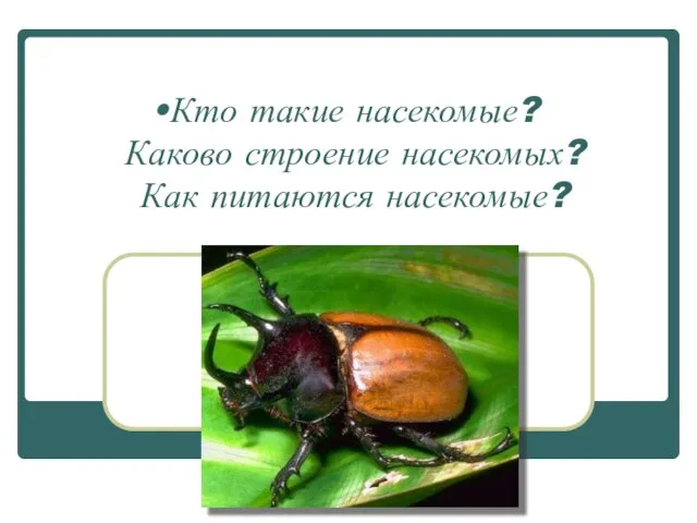 Кто такие насекомые? Каково строение насекомых? Как питаются насекомые?