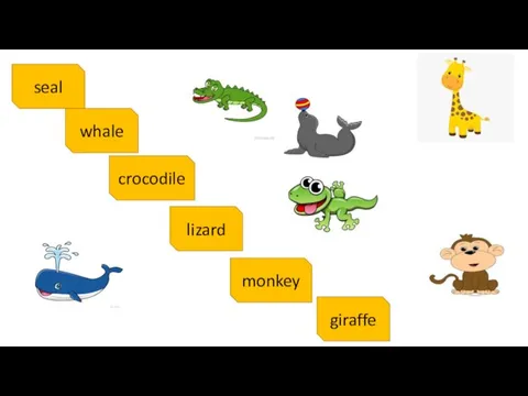 seal whale crocodile lizard monkey giraffe