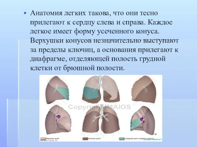 Анатомия легких такова, что они тесно прилегают к сердцу слева и