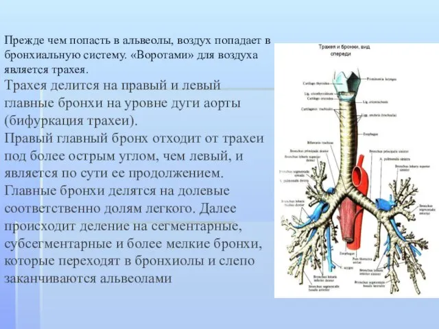 Прежде чем попасть в альвеолы, воздух попадает в бронхиальную систему. «Воротами»