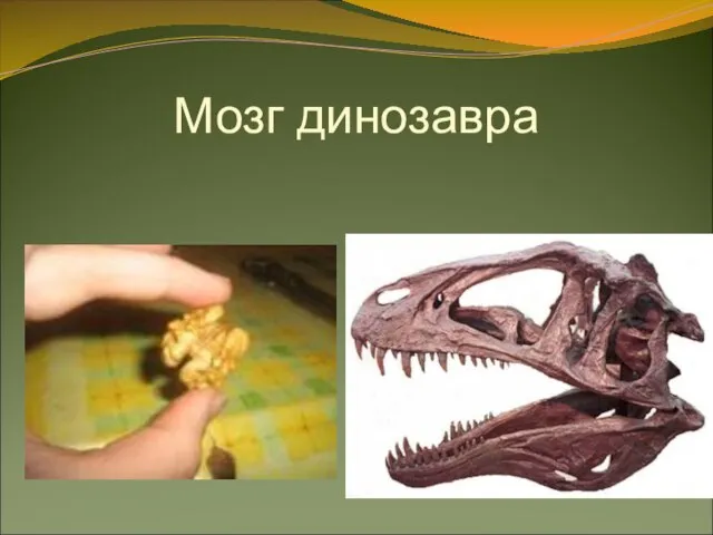 Мозг динозавра