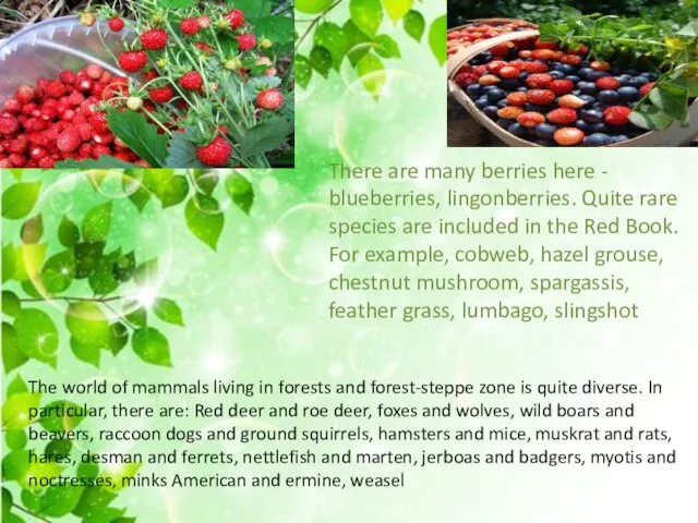 There are many berries here - blueberries, lingonberries. Quite rare species