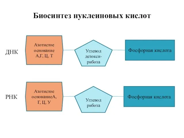 Биосинтез нуклеиновых кислот