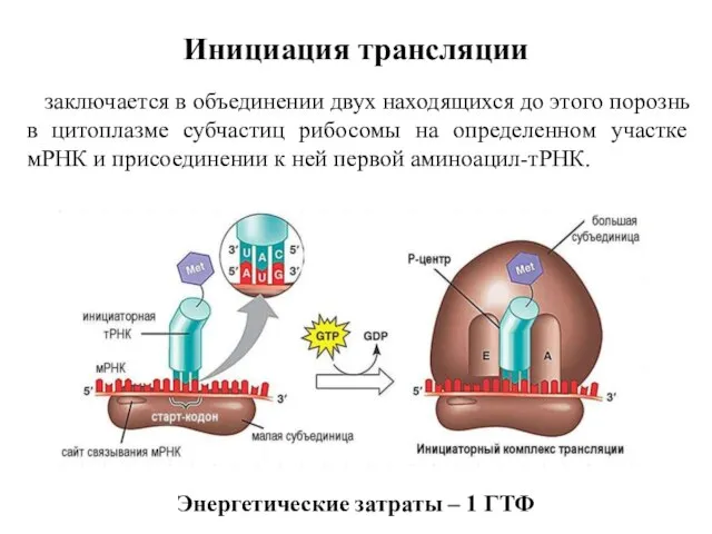 заключается в объединении двух находящихся до этого порознь в цитоплазме субчастиц