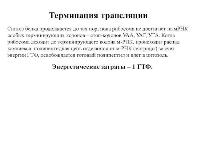 Терминация трансляции Синтез белка продолжается до тех пор, пока рибосома не