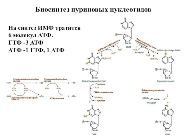 На синтез ИМФ тратится 6 молекул АТФ. ГТФ -3 АТФ АТФ