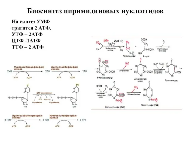 На синтез УМФ тратится 2 АТФ. УТФ – 2АТФ ЦТФ -1АТФ