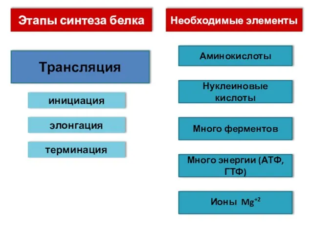 Трансляция инициация элонгация терминация Необходимые элементы Нуклеиновые кислоты Много ферментов Много