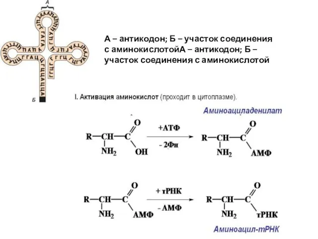 А – антикодон; Б – участок соединения с аминокислотойА – антикодон;