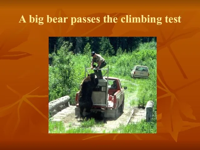 A big bear passes the climbing test