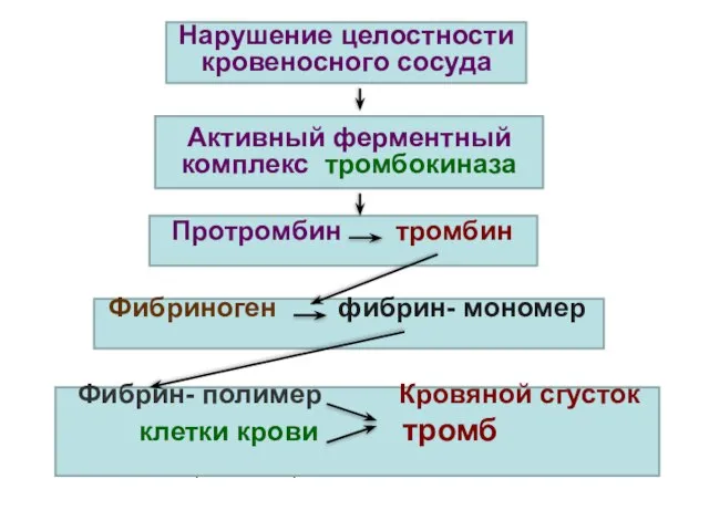 Нарушение целостности кровеносного сосуда Активный ферментный комплекс тромбокиназа Фибрин-полимер Протромбин тромбин