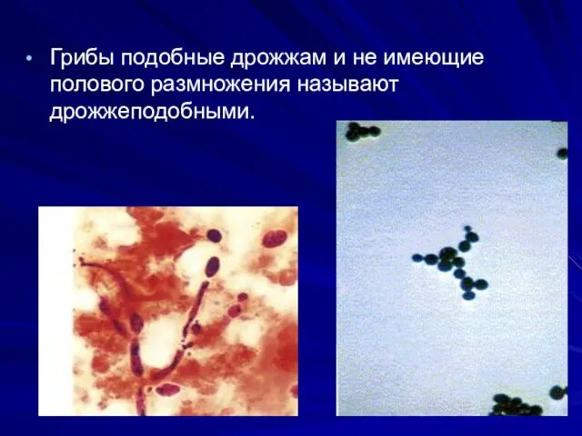 Грибы подобные дрожжам и не имеющие полового размножения называют дрожжеподобными.