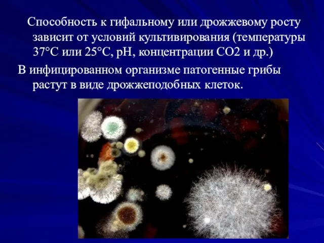 Способность к гифальному или дрожжевому росту зависит от условий культивирования (температуры